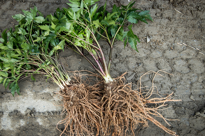 有机当归种植的传承窘境