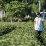 【台東鹿野】博雅齋自然茶園